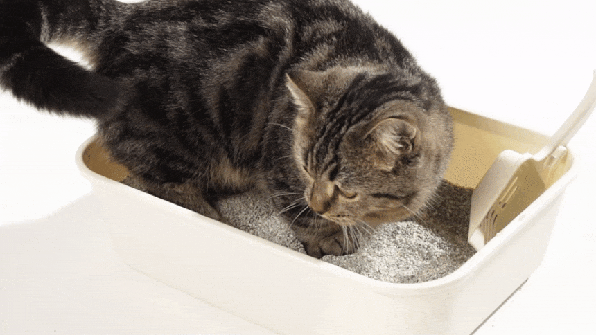 06fcd2b728e03ea7420196c92692a689_1747811650_0398.gif