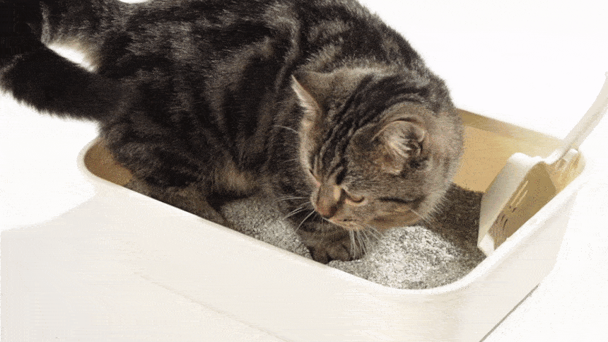 06fcd2b728e03ea7420196c92692a689_1747811711_2863.gif