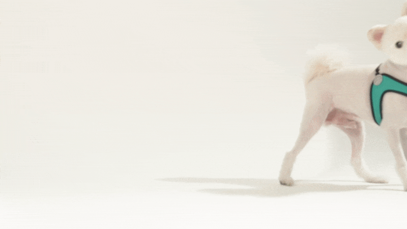 06fcd2b728e03ea7420196c92692a689_1747811713_2647.gif